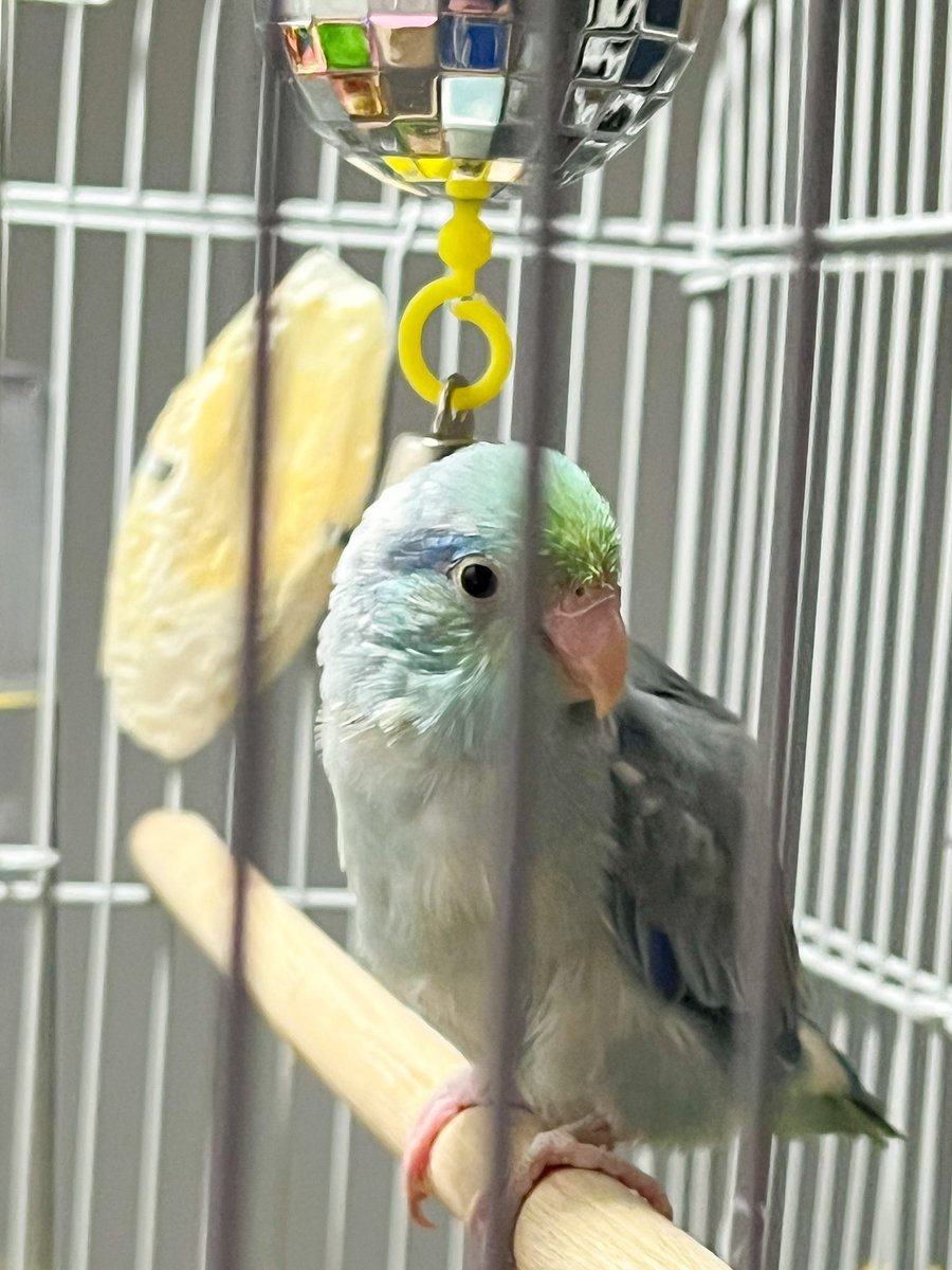 PaxMule's tweet photo. “Love Affair with a Disco Ball” 

#Apollo #parrotletsofinstagram #birb #myfavoritething https://t.co/KbmNpOjoAK