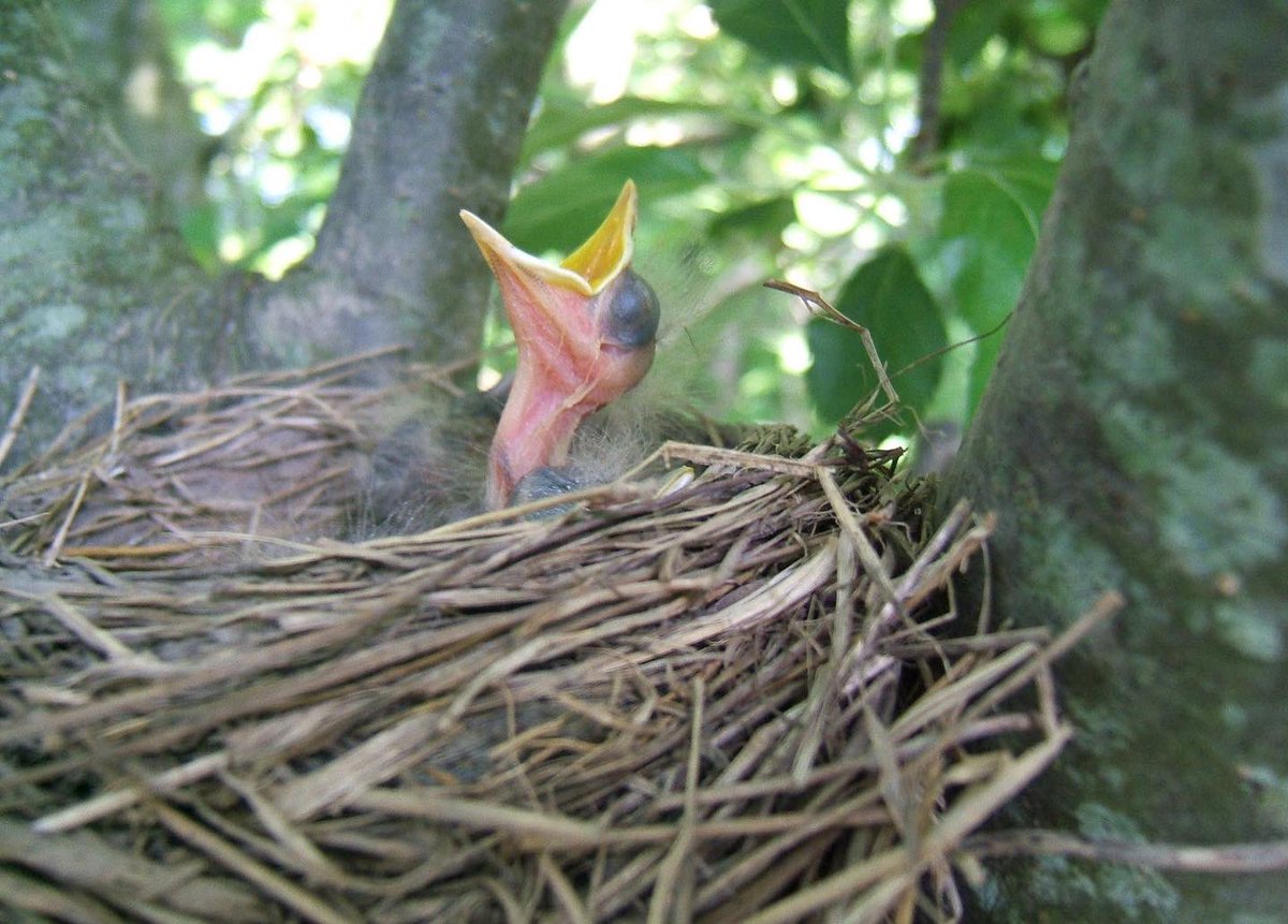 These are some of the first pictures I ever took at just 5 years old. I loved to go out to my tree house every day and take pictures of these babies :) #photography #babybird