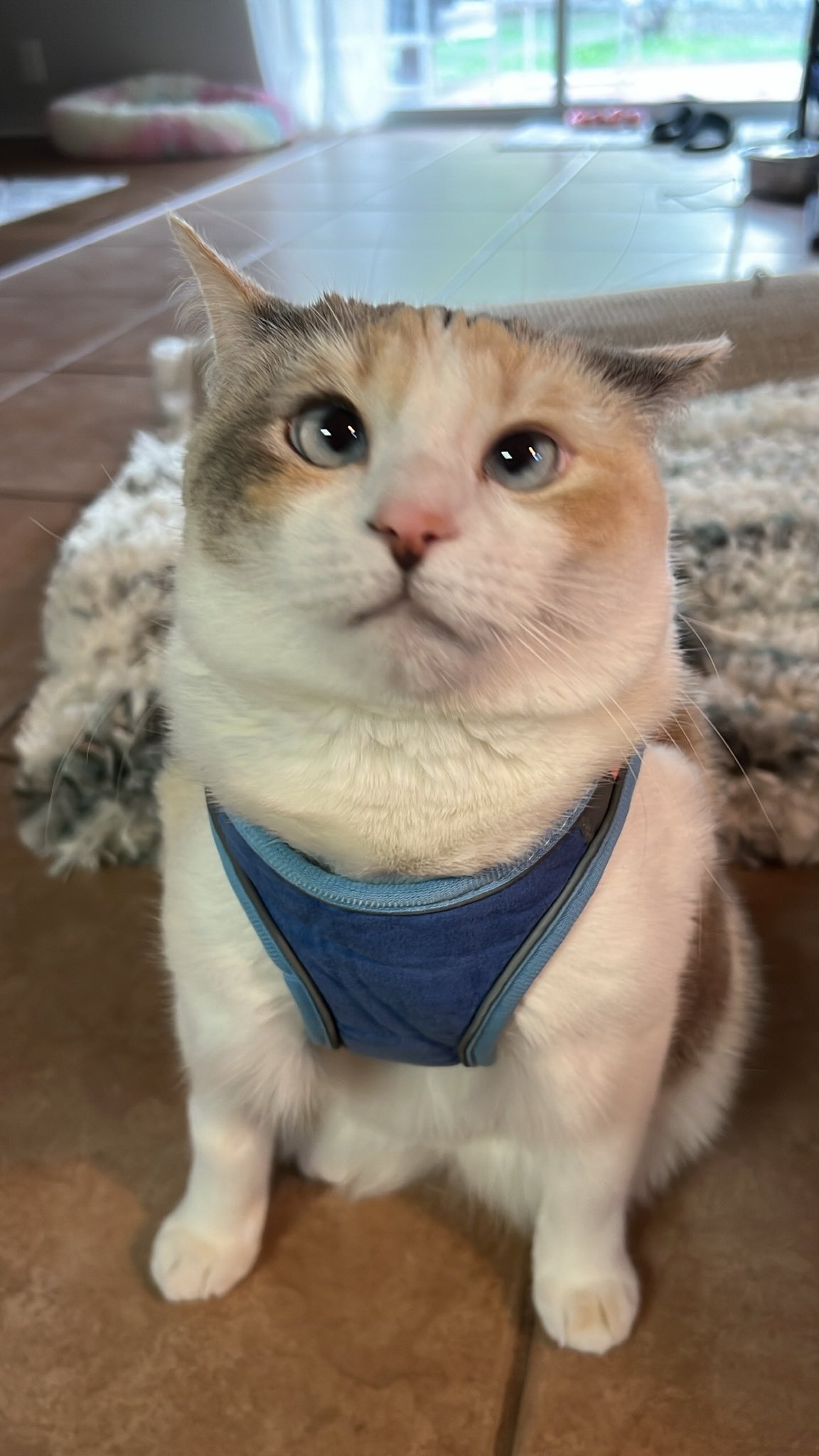 Cat in shop jean jacket