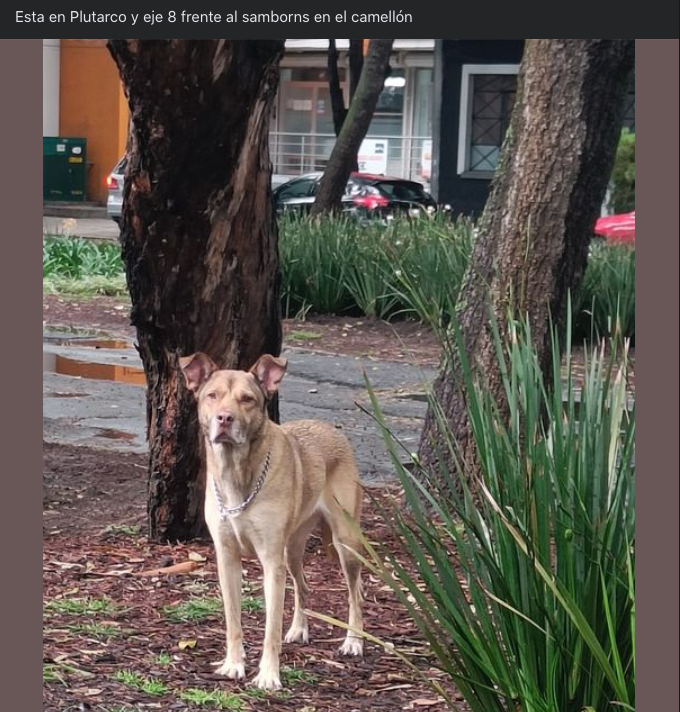 MascotasSismo's tweet photo. #Visto sin resguardo, perro talla mediana/grande, color café claro/crema, orejas levantadas, collar de cadena (collar de castigo), pelo corto. Está frente a Sanborns en Plutarco y Eje 8. 19/sep/22, 18 hrs. Límite entre col. Miravalle, Benito Juárez, y col. Banjidal, Iztapalapa. https://t.co/983hBQw6Wu