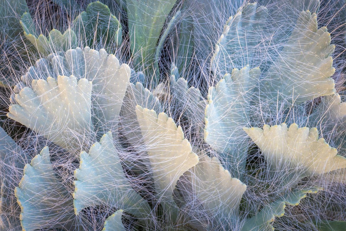SMarinoPhoto's tweet photo. I'm happy to be sharing 190 new photos I made this year in Death Valley National Park (color nature, plants, and black + white). Instead of website galleries, I am sharing them in three PDF ebooks. You can download the ebooks for free here: https://t.co/mXCgecRcva https://t.co/iWQiDZhTyX