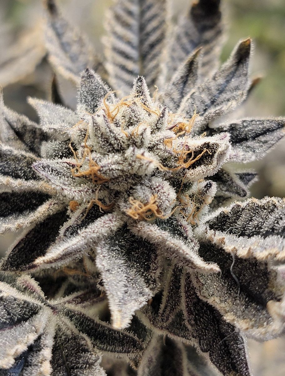 EmmaEdibles's tweet photo. Not the biggest bud but definitely the frostiest🥶 .purple sunset 

Now available https://t.co/tDtNaajYPS