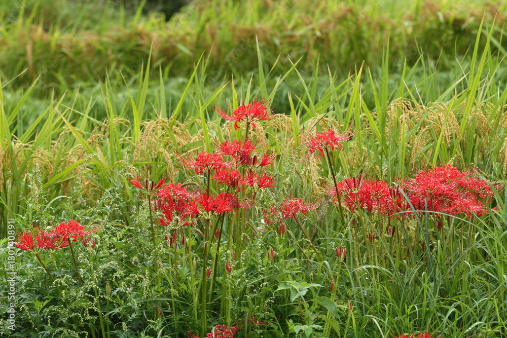 velvia100's tweet photo. Autumn terraced rice-fields
https://t.co/Et2fnY25Jh
#Autumn #flower #Clusteramaryllis #morningdew #waterdrop #red #ricepaddyfield #paddyfield #ricefield #riceplant #Earofrice #terracedricefield #leaf #leaves #green #nature #Landscape #Japan https://t.co/ozQJP0med8