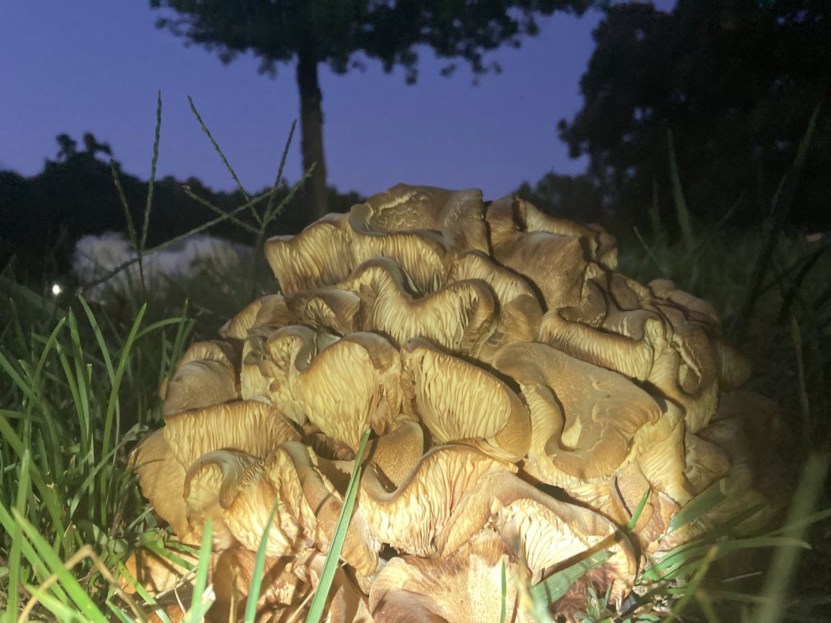 marymc_'s tweet photo. Mira lo que me encontré @Fungi_Cosas ✨🍄 https://t.co/o8U90Ma05x