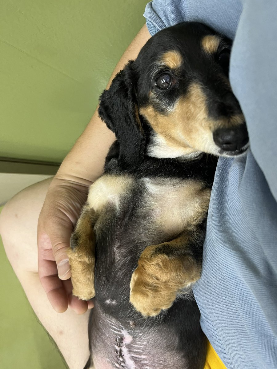Noriii77sky's tweet photo. うちの子🐶本当に助かる。
病院待合でもこのリラックス様で https://t.co/TWbEcPklBb