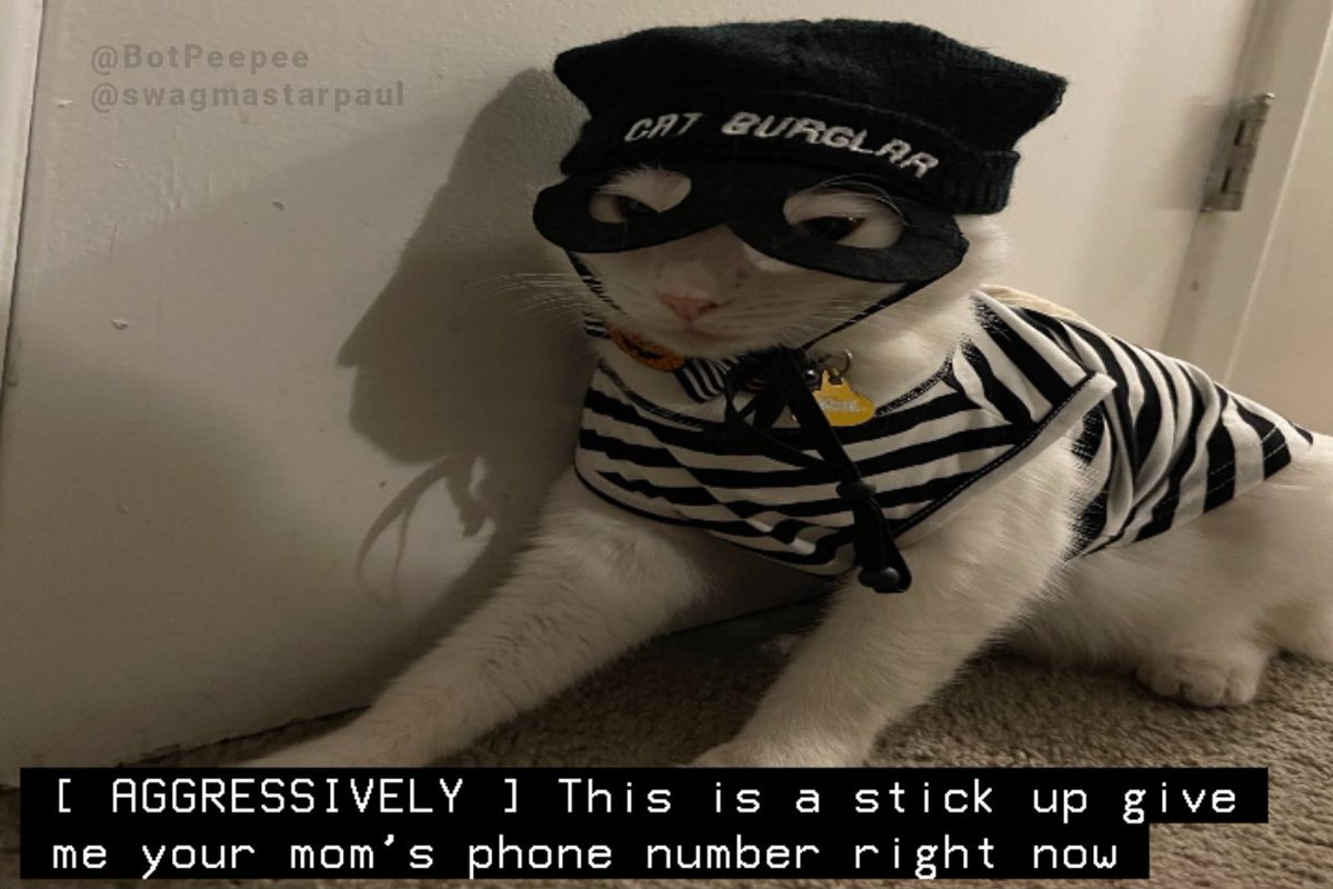 kitty captions! 🧡 tweet media