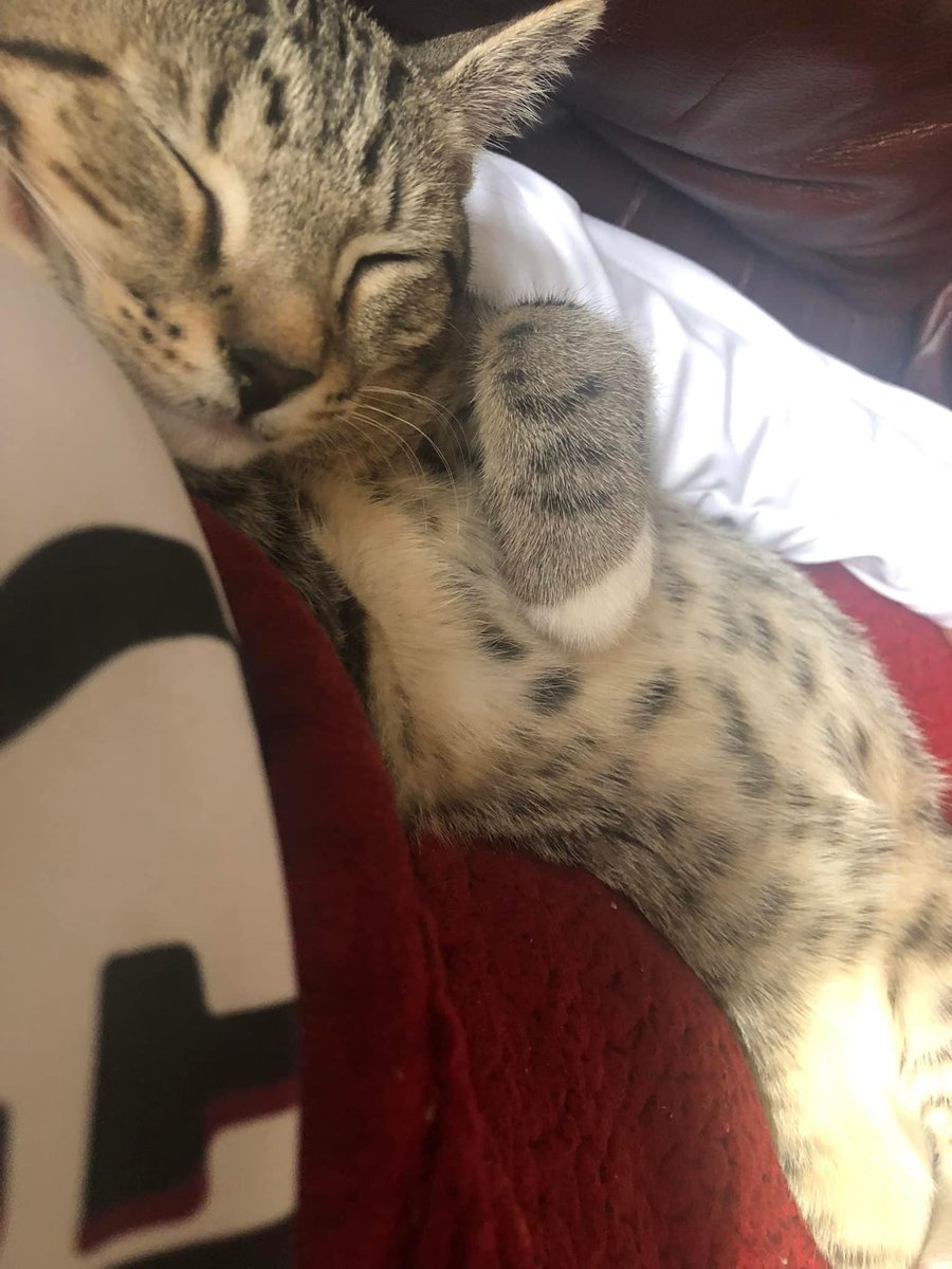 gamsmithllc's tweet photo. Sweet dreams! I’m dreaming of being named America’s Favorite Pet soon! I still need your votes daily! https://t.co/sdhENAgRbZ https://t.co/lmB1a9MVTO