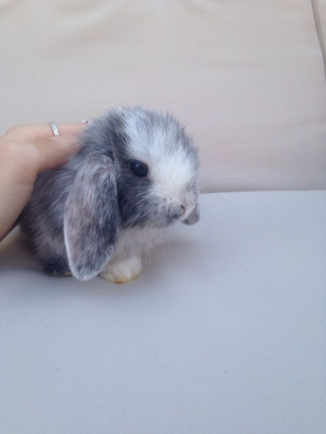 Bunnies (@rabbiteveryhour) on Twitter photo 