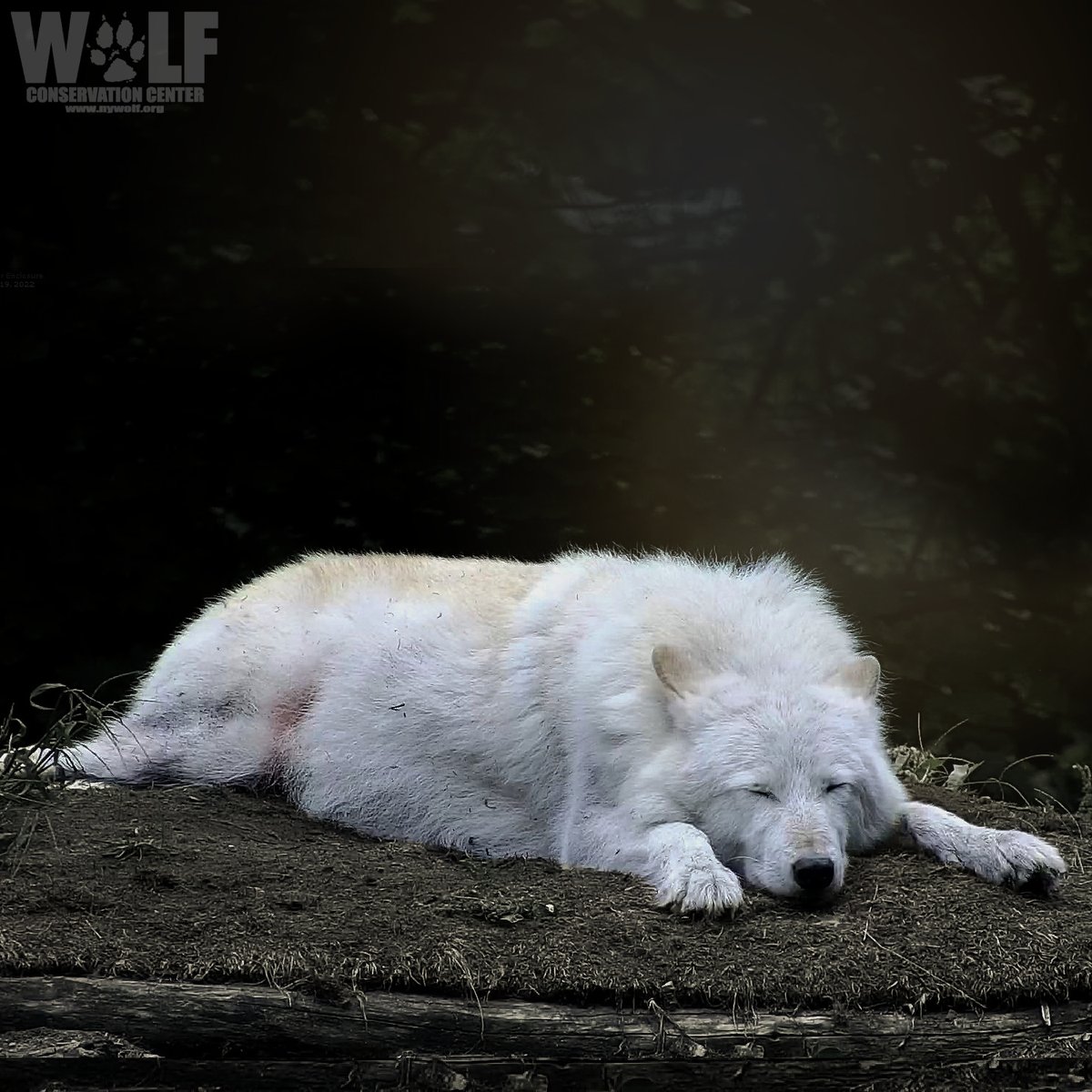 Dreaming of a world where no wolf is hunted 🐺