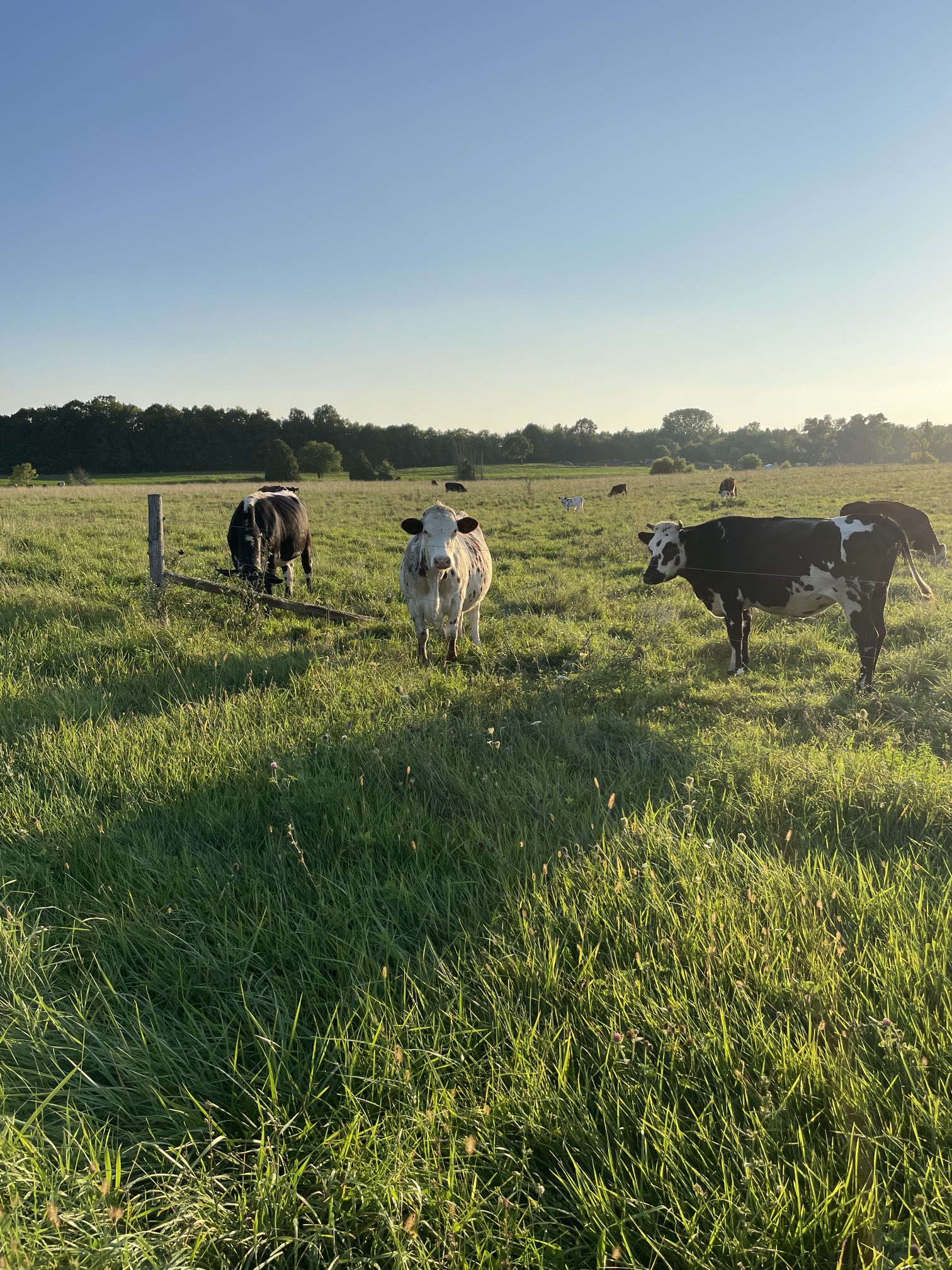J F Riordan On Twitter I Often Pass By This Field But Today I 