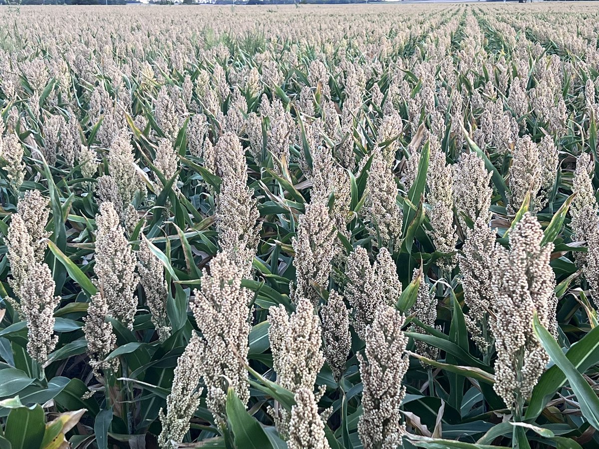 Any premium for white #sorghum this year?