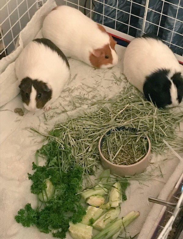 DAISYLittleOne1's tweet photo. Hoom had a rough day today, #MamaElinor, #BigSisMerida and #babyPhoebe went to their forever home today. She has had leaky eyes all day, but the forever family is just so perfect for the girls π₯°. https://t.co/bU2zg0HDoO