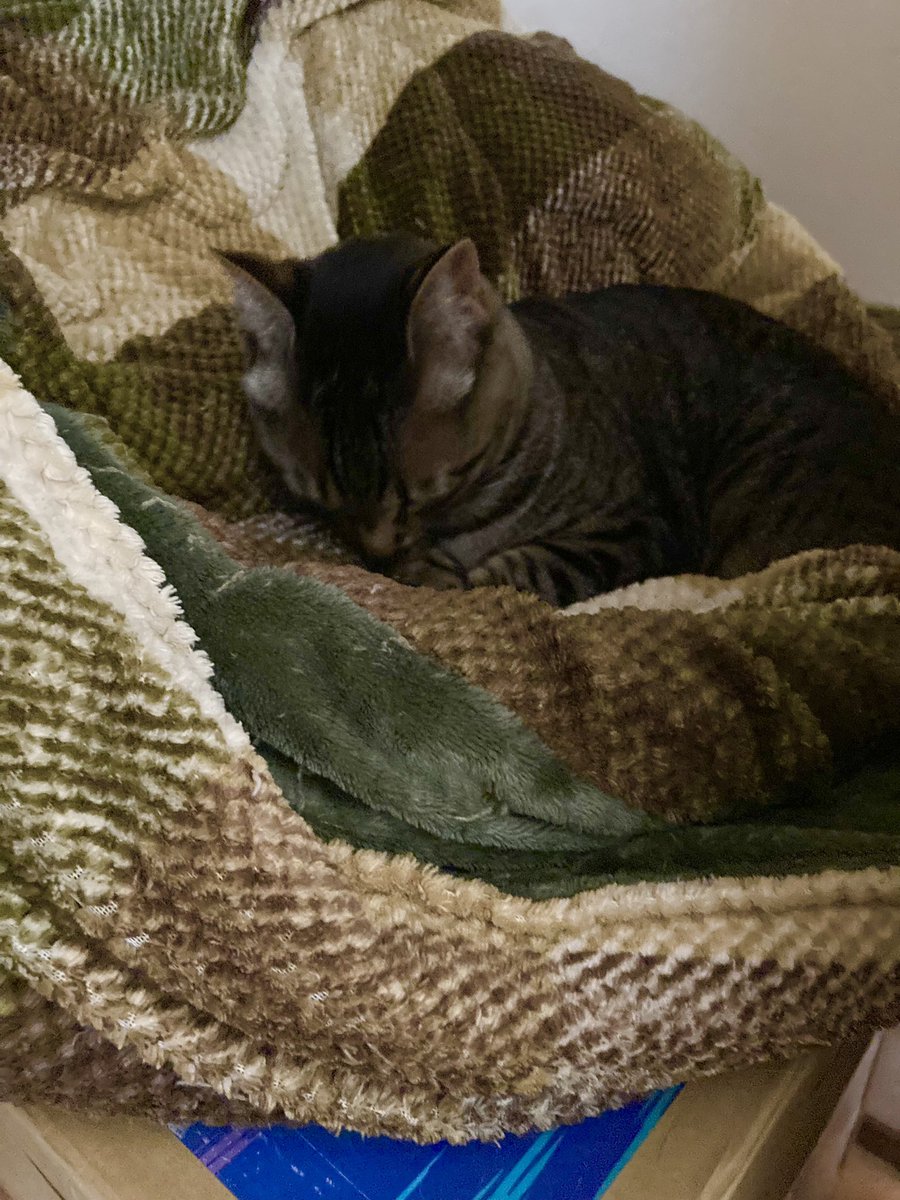 goririn1217's tweet photo. おはようございます♪今朝は台風の風の音であまり寝られずです😓猫達も興奮気味だったのが今は寝てしまいました！ https://t.co/4BdKzppzqV