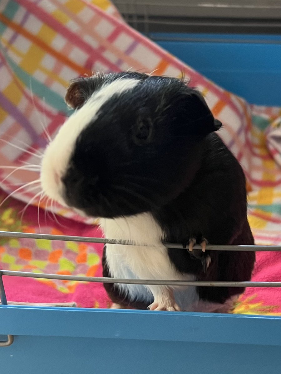 Dislilpiggie's tweet photo. Oh #peegpals! 😢 PM here. The news at the vet today was worse than we could have imagined! Skin over the tumor sloughed off leaving an open wound that won’t ever heal due to the tumor. 😢 Dr. Grant recommended keeping her comfortable… 💔🐹 #devistated #allcriedout #guineapig https://t.co/uuOs6n2OzF