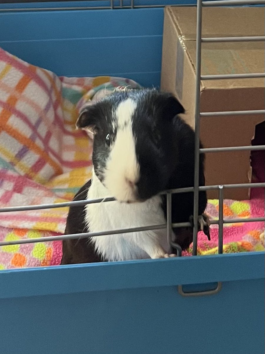 Dislilpiggie's tweet photo. Oh #peegpals! 😢 PM here. The news at the vet today was worse than we could have imagined! Skin over the tumor sloughed off leaving an open wound that won’t ever heal due to the tumor. 😢 Dr. Grant recommended keeping her comfortable… 💔🐹 #devistated #allcriedout #guineapig https://t.co/uuOs6n2OzF