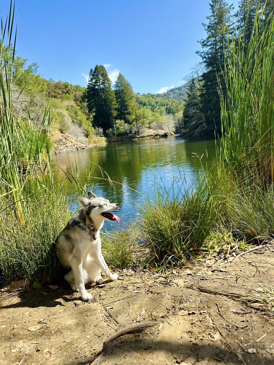 Nattend0's tweet photo. You are my sunshine, my only sunshine.
โ๏ธ๐ฒโค๏ธ๐บ
#kleekai #alaskankleekai #foxdog #minihusky #wolfpup #adventuredog #hikingpup https://t.co/wUZWdunQk6