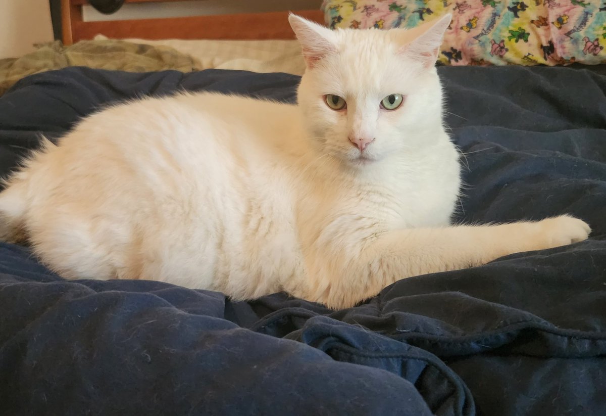 TheKittahs's tweet photo. Dis iz fours alls da bootiful dames outs deres #SexyBoss https://t.co/bvM2pWMjql