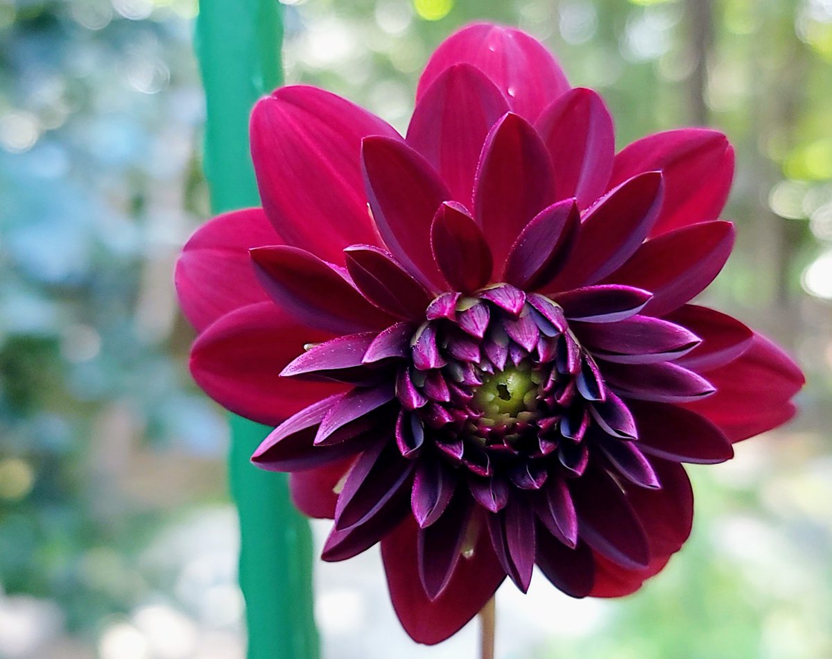 saranstm's tweet photo. Different shades of Dahlia from the home garden..... https://t.co/3d1jmOHVus