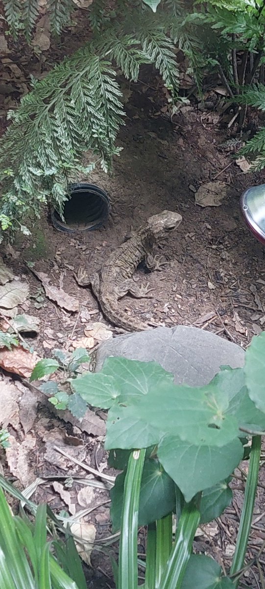 Tuatara bingo! All three of them are out today <a href="/WellingtonUni/">WellingtonUni</a>
