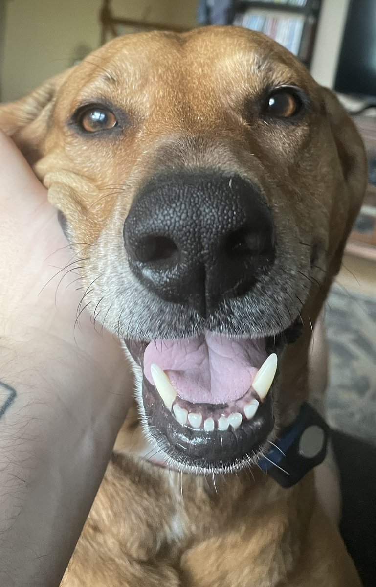 BergsBrew's tweet photo. I will be personally combatting drama on twitter with a nice thread with pet pics :) post them here https://t.co/XwYGAB6dXV