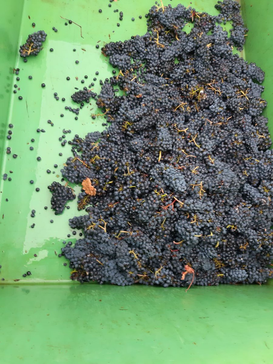 🍇 🍷 66 Grad - 2022 🔝