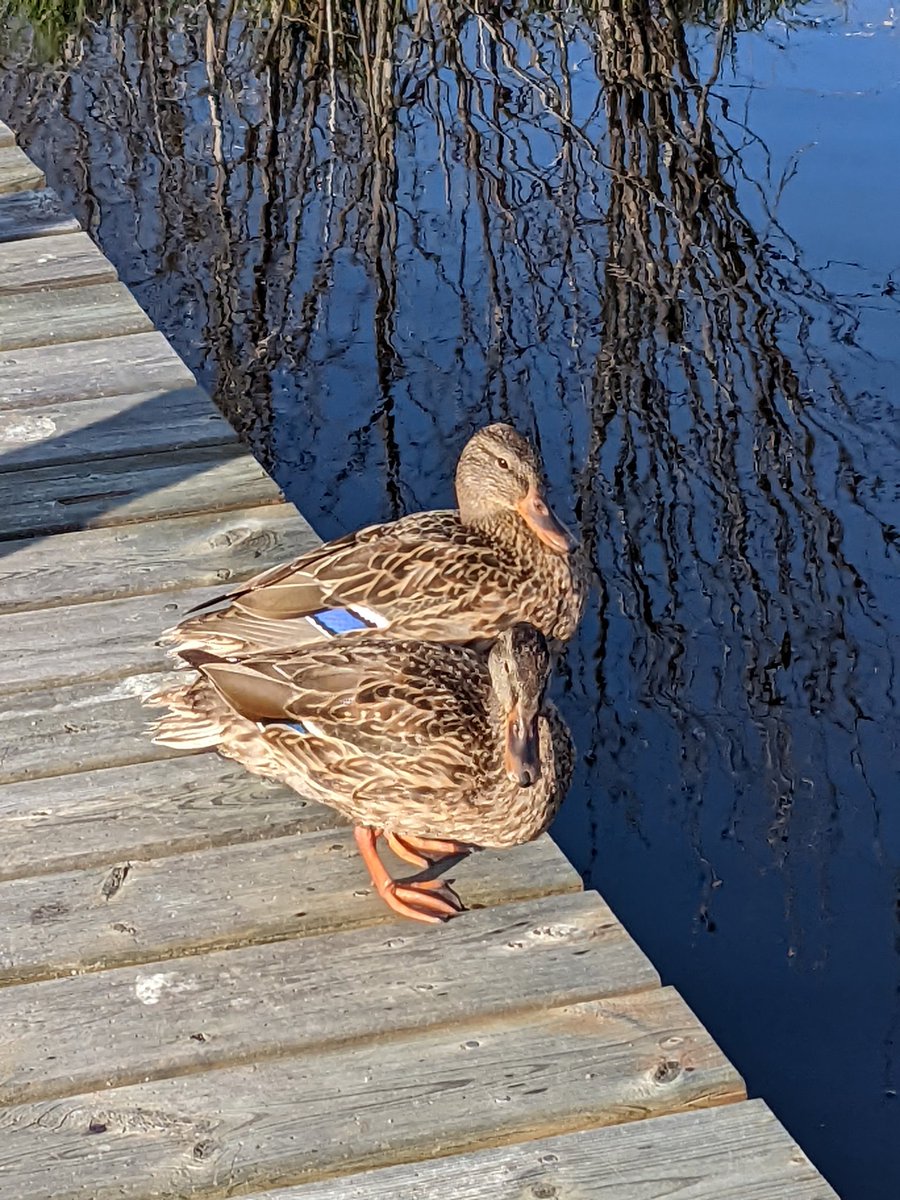 Bernawrites's tweet photo. The majestic and social ducks of the Clifford E. Lee Nature Sanctuary near #yeg #alberta #quack https://t.co/lxFMHmgFWo