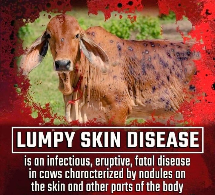Vickie__yadav's tweet image. 67,000 cattle,mainly🐄&amp;amp;🐃 died so far frm this disease

Farmers r losing their livestock.
This disease is spreading rapidly in mny states

IND should fight wth lumpy skin disease on a war footing
Govts should take serious actions against Lumpy disease.

#GauMataBachao 
@PMOIndia