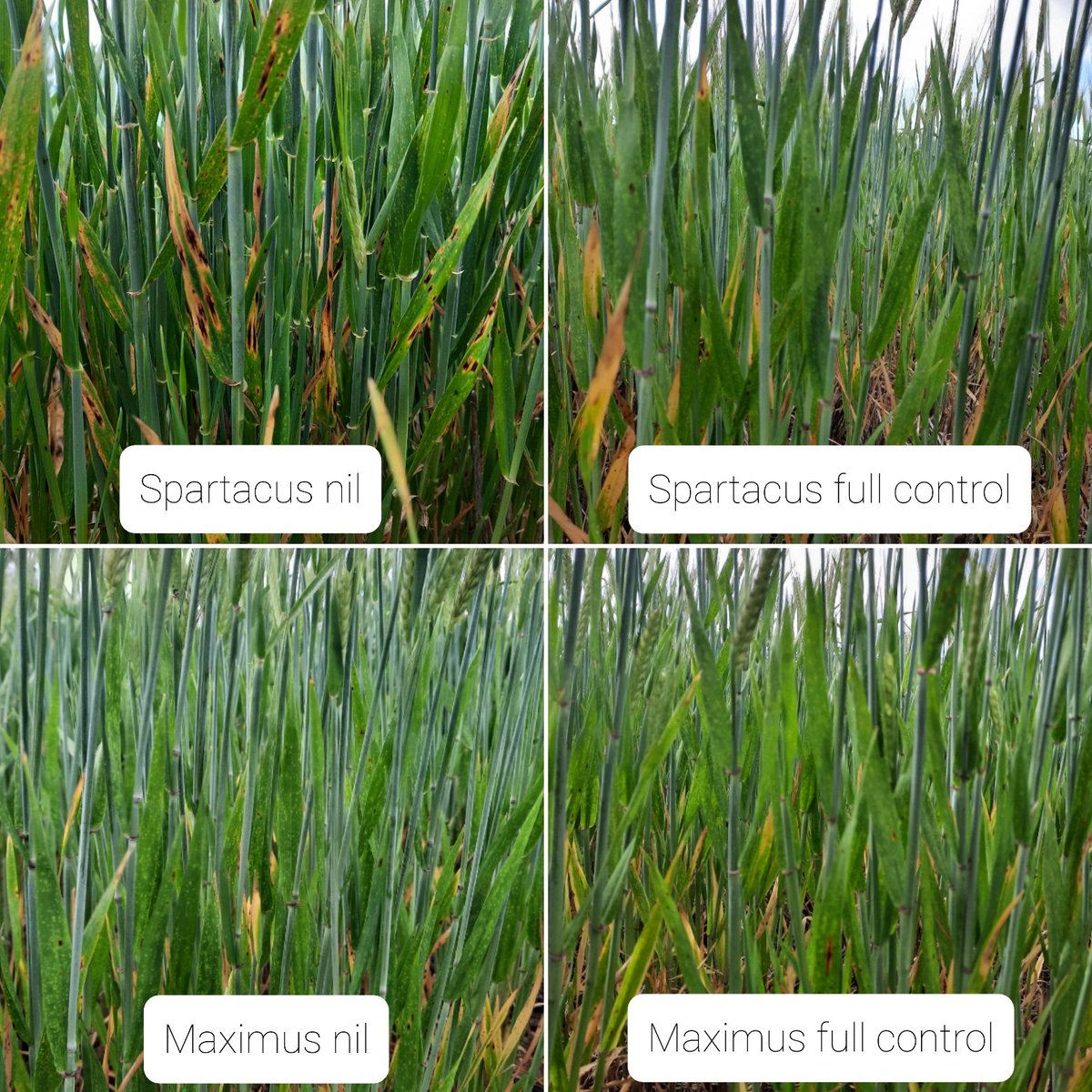 KylieRChambers's tweet photo. Genetic resistance is an important tool in controlling disease. Varietal differences being observed in the SFNB management in low rainfall environments trial in Nungarin. 🌾
@DPIRDbroadacre 
@GRDCWest https://t.co/CsZX5elxyt