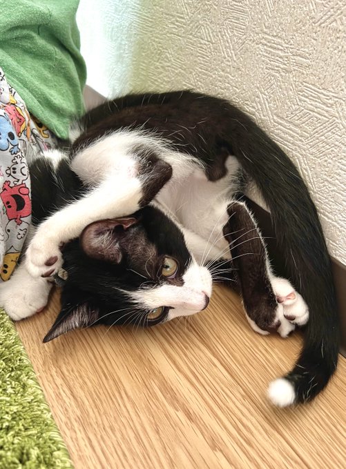 猫じゃらしに翻弄されてくしゃっと丸まったフジ 