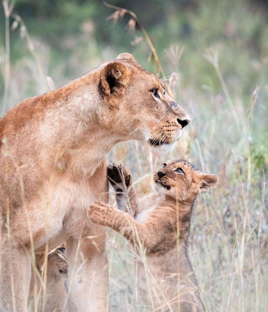 plain_safaris's tweet photo. These cubs were so full of energy and took every chance they could to try and wind up mum!
#lioncubs #lioncub #lionsofinstagram #lionsofafrica #bigcatsofkenya #bigcatsofinstagram #kenya #lakenakurunationalpark #lakenakuru #kenyasafari #wildlifeplanet #animallovers https://t.co/AY80YSNZrX