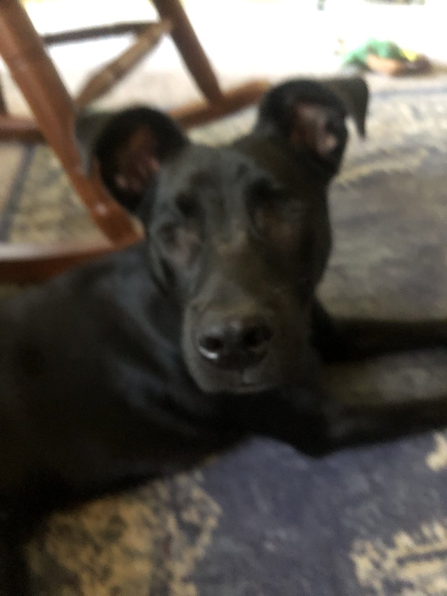 The Ian Gleason Show tweet media