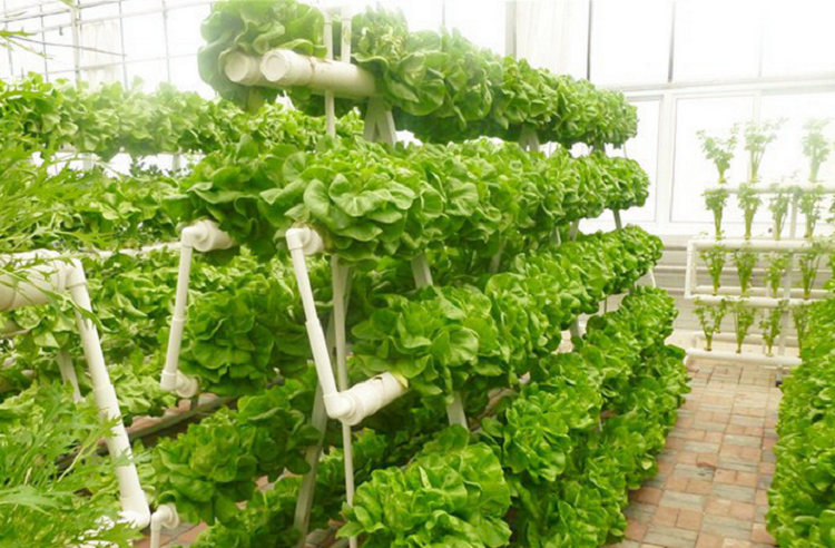 jcniyomugabo's tweet photo. Harvesting time from sustainable agricultural practice. https://t.co/dnDuobT8nk