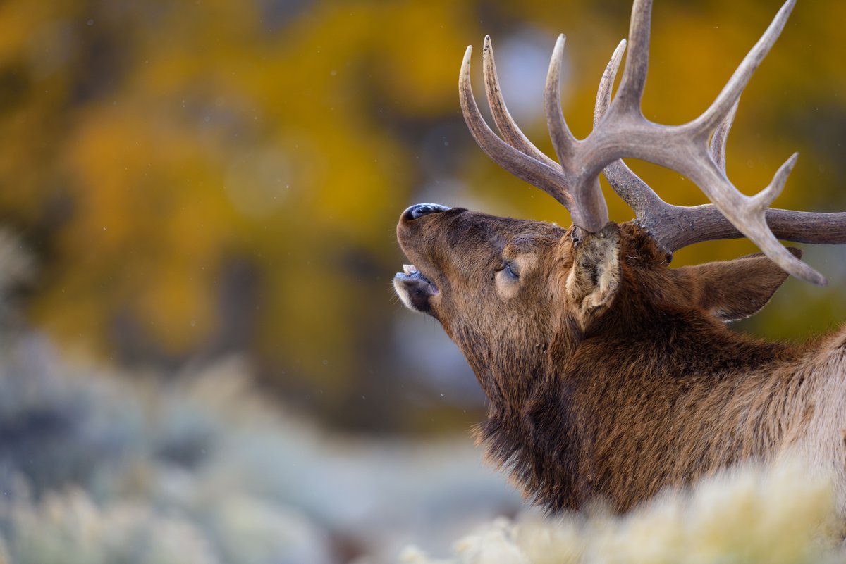 ryanstout's tweet photo. I grew up with elk in my back yard almost every day, so it’s still feels a bit odd for me to stop and take photos of them. If we see anything enough, it can seem ordinary.
#witharsenal https://t.co/HuWoQsQLrh