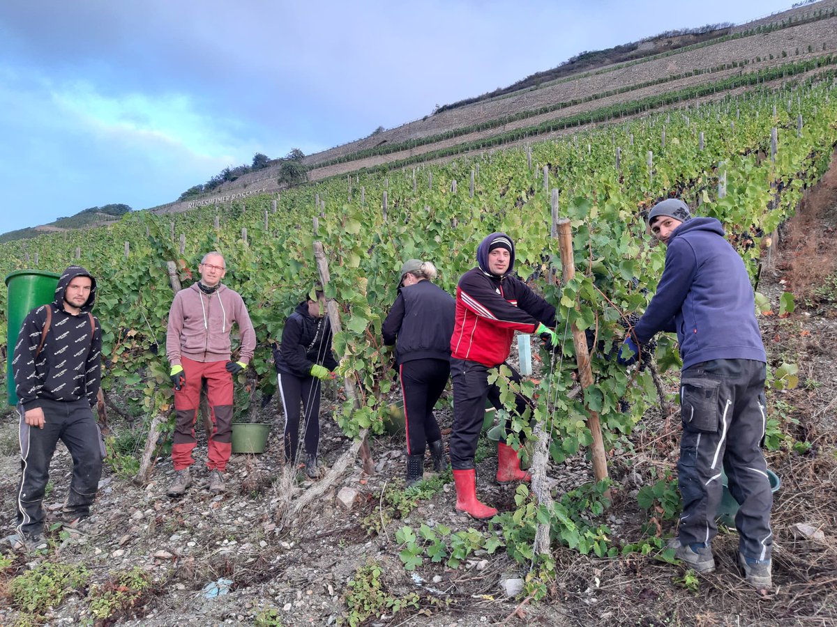 Heute wird unser Wein in den Keller geholt. Beeren sehen prima aus. #Spätburgunder #66Grad