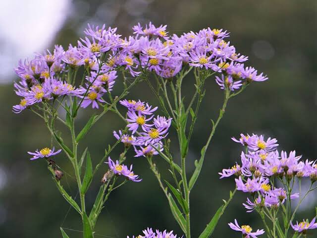 とっこさん 9月日誕生花 紫苑 シオン 花言葉 追憶 君を忘れない キク科 シオン属 紫苑は日本 朝鮮半島中国に分布する多年草観賞用として平安時代から長く栽培されている植物 自生している物は絶滅 紫苑の花の姿から 星の花 と言われていたため