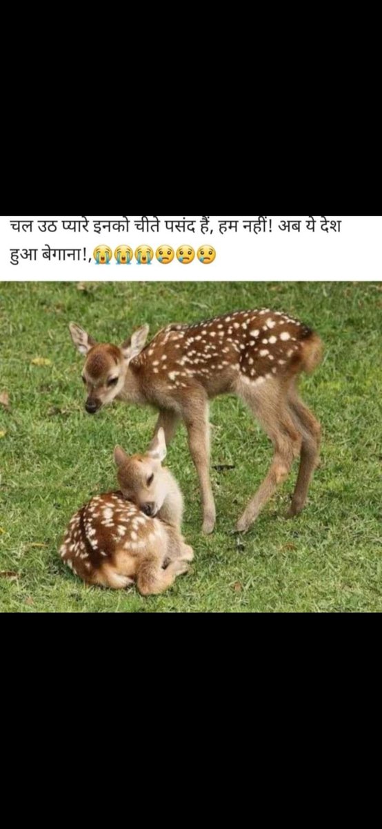 चल उठ प्यारे इनको चीते पसंद हैं, हम नहीं! अब ये देश हुआ बेगाना!