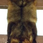 ツイートに含まれる画像