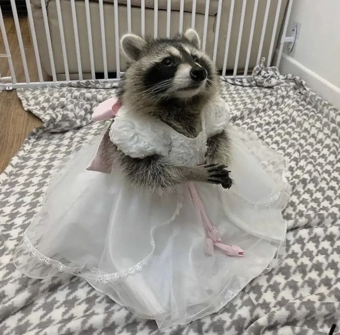 gianadito's tweet photo. raccoons in dresses. that’s all. #nhsmc #collage https://t.co/sJtBU2MrvD
