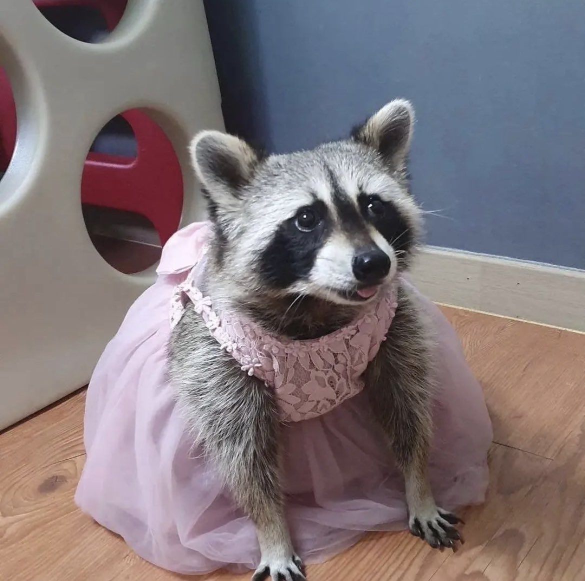 gianadito's tweet photo. raccoons in dresses. that’s all. #nhsmc #collage https://t.co/sJtBU2MrvD