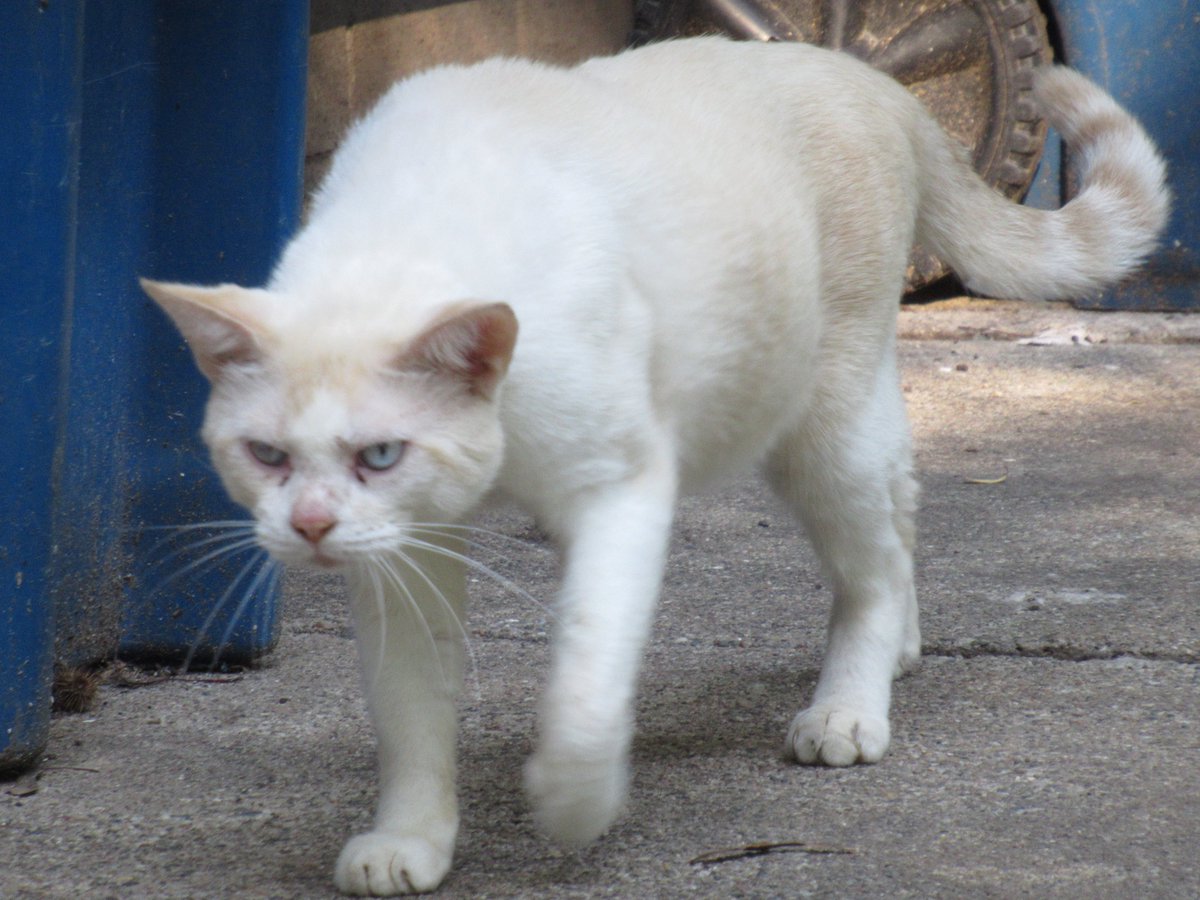 Falconer_Photos's tweet photo. Oliver might look like a tough cat in this photo, but he is extremely sociable to me and all of the cats he meets.
#CatsOfTwitter
#CatsOnTwitter
#colorpoint
#Cat https://t.co/eArS02jp7F