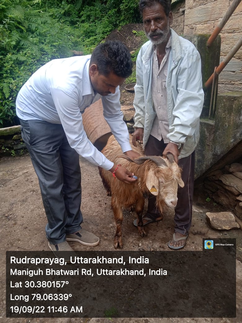 fiurudraprayag's tweet photo. ग्राम मणिगुह में परियोजना के माध्यम से लाभार्थियों को स्वस्थ बकरियों का वितरण किया गया तथा उपचार किया गया साथ ही ग्राम रैंतोली में बकरी पालकों को परियोजना से जोड़ा गया। #GoatsDistribution
#NCDC #UKCDP_USGCF @basava_ias @mdusgcf @aviddn @Uttarakhandcoo1 @SANJAYK47559742 https://t.co/3PjqhOCVyl
