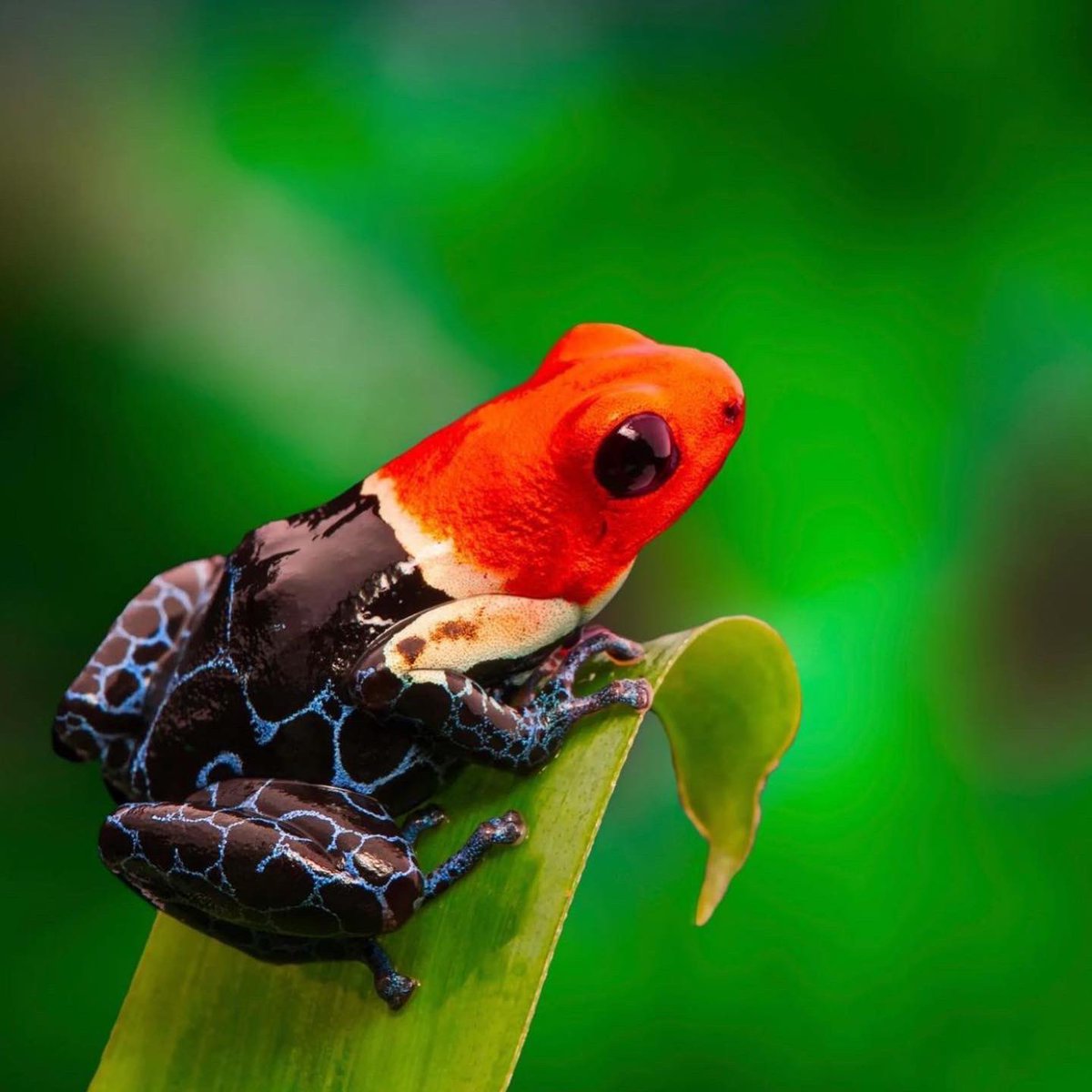 Poison dart tree frog look by ig@lilyteel using WIDOW and GAS LAMP from our Antiquity Palette 🥹🫶