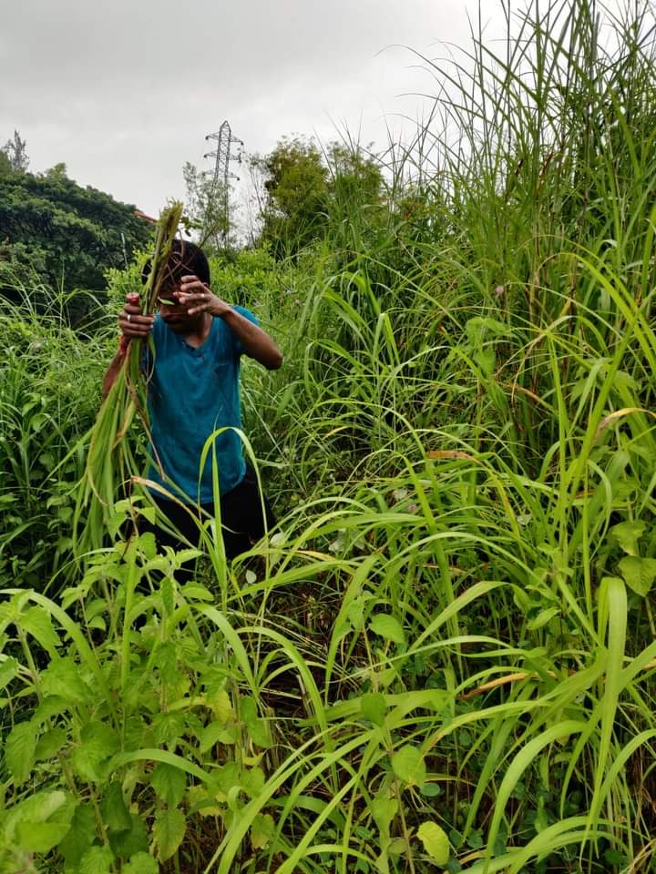 yuva_brigade's tweet photo. #CleanlinessIsHealth #SwachhBharat 
#YuvaBrigade volunteers along with Seva Sangama cut the grass grown around the premises of Adarsha Hospital at Kundapur. Thus cut grass was given to Hoovinakere #GouShala https://t.co/O0uyuABBnc