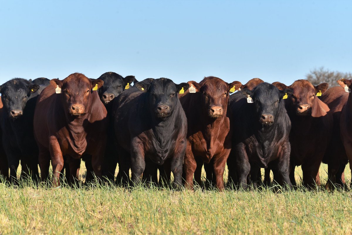 PalabraRural's tweet photo. Cabaña LOS MURMULLOS 

Fíjense qué precocidad, y qué expresión sexual tan manifiesta la estos jóvenes toros de 20 meses de vida -con facilidad de parto garantizada para su uso sobre vaquillonas-
Para el 10° Remate Anual en Estancia El Retiro, Nueva Galia (San Luis) https://t.co/VYmCSQk4b1