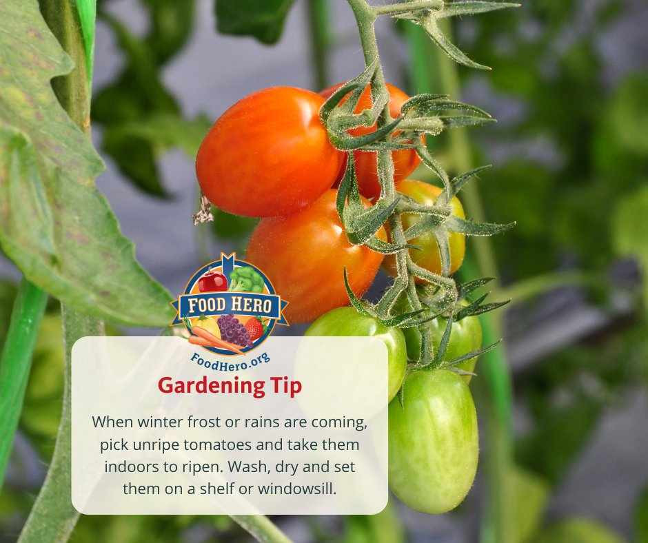 BeAFoodHero's tweet photo. When winter frost or rains are coming, pick unripe tomatoes and take them indoors to ripen. Wash, dry and set them on a shelf or windowsill. #GrowThis https://t.co/cZu5LYxKut