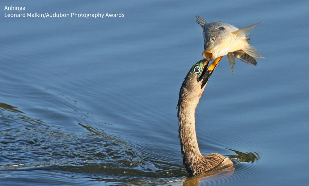 Audubon Society tweet media