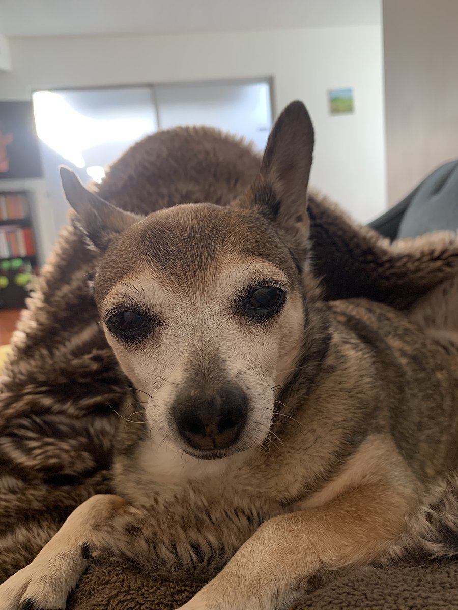 This is my dog judging me for resting while having Covid. I respect her honesty