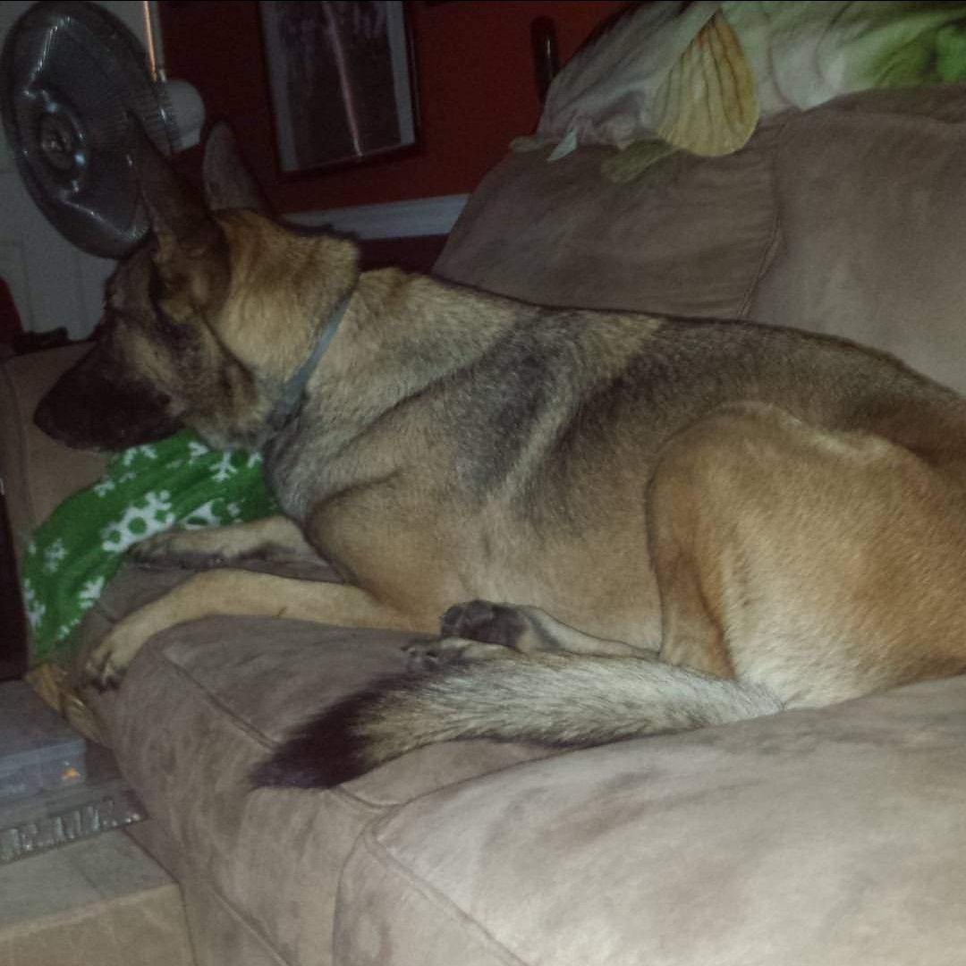 DarkTowerAudio's tweet photo. Currently going through Fairy Tale, and as a German Shepherd dad for nearly 10 years, I swear that if something happens to Radar I'm gonna lose my damn shit. https://t.co/dXdfFBMrEt