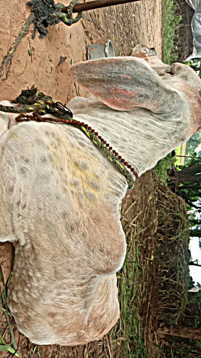 Joshisachin20's tweet photo. #500croreforGaumata 
@PMOIndia @narendramodi @CMOGuj @Bhupendrapbjp
 
જગત જનની ને ન્યાય આપો https://t.co/o6qjdWqsgP