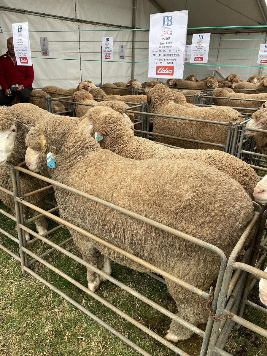 Lot 2 makes $9500 at east Bungaree #ramsale off to Maynards, vic <a href="/stockjournal/">Stock Journal</a> <a href="/MerinoInsight/">Merino SA</a>
